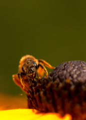 Halictus rubicundus