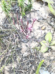 Pelargonium pinnatum