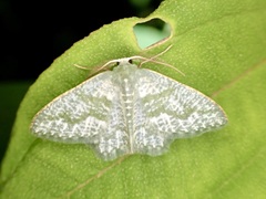 Chloropteryx opalaria
