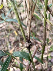 Echinodothis tuberiformis