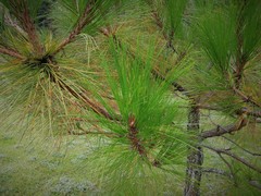 Pinus montezumae