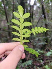 Weinmannia trichosperma