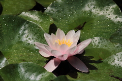 Nymphaea alba