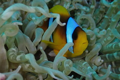 Amphiprion bicinctus