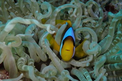 Amphiprion bicinctus