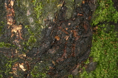Synanthedon spuleri