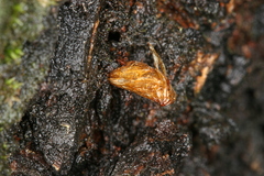 Synanthedon spuleri