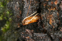 Synanthedon spuleri