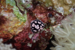 Phyllidiella
