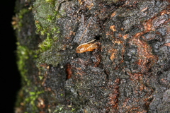 Synanthedon spuleri