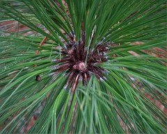 Pinus montezumae
