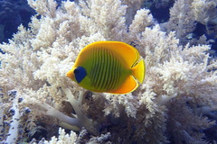 Chaetodon semilarvatus