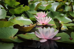 Nymphaea alba