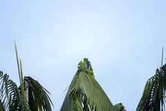 Psittacula longicauda