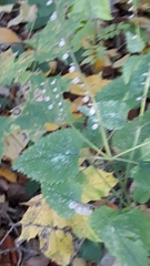 Scutellaria altissima