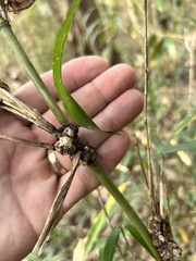 Echinodothis tuberiformis