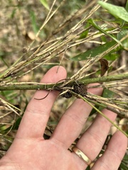 Echinodothis tuberiformis