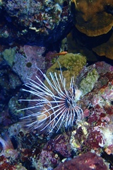 Pterois cincta