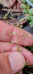 Poa annua