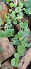 Dichondra