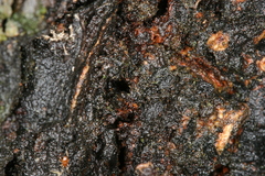 Synanthedon spuleri