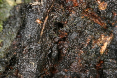 Synanthedon spuleri