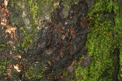 Synanthedon spuleri