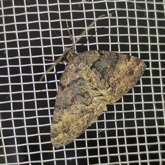 Lepidoptera