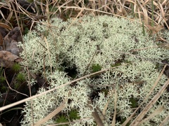 Cladonia rangiferina