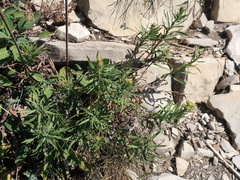 Galatella linosyris