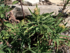 Galatella linosyris