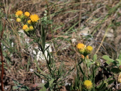 Galatella linosyris