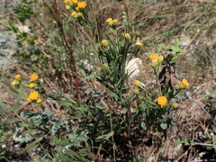 Galatella linosyris
