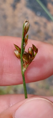Image of Juncus imbricatus by (c) Juan Carlos Caicedo Hernández, some rights reserved (CC BY)