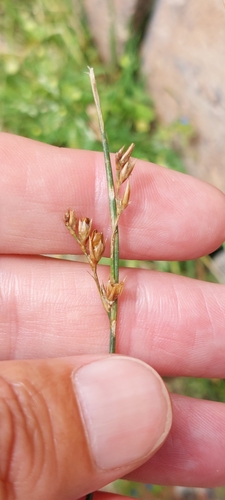 Image of Juncus imbricatus by (c) Juan Carlos Caicedo Hernández, some rights reserved (CC BY)