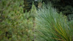 Pinus montezumae