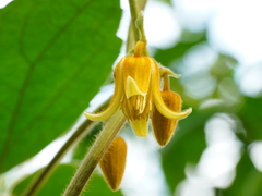 Clematis leschenaultiana