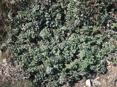 Psephellus declinatus