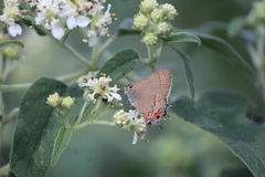 Electrostrymon guzanta