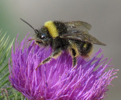 Bombus occidentalis