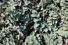 Psephellus declinatus