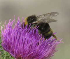Bombus occidentalis