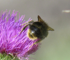 Bombus occidentalis