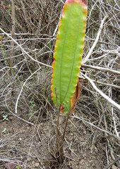 Tritoniopsis flexuosa