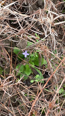 Houstonia pusilla