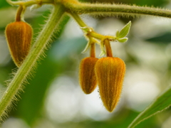 Clematis leschenaultiana