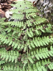 Dryopteris intermedia