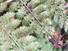 Dryopteris intermedia