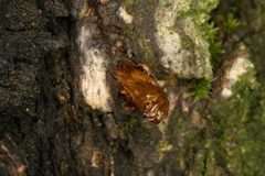 Synanthedon spuleri