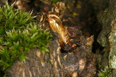 Synanthedon spuleri